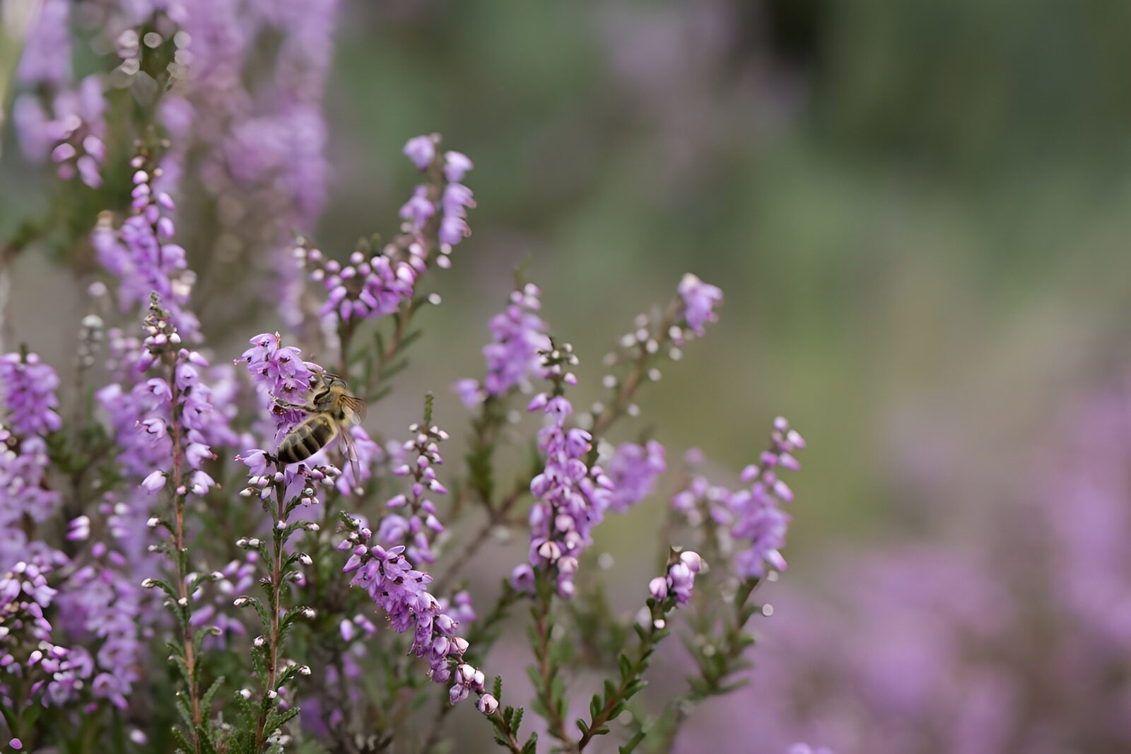 Biene auf lila Blüten