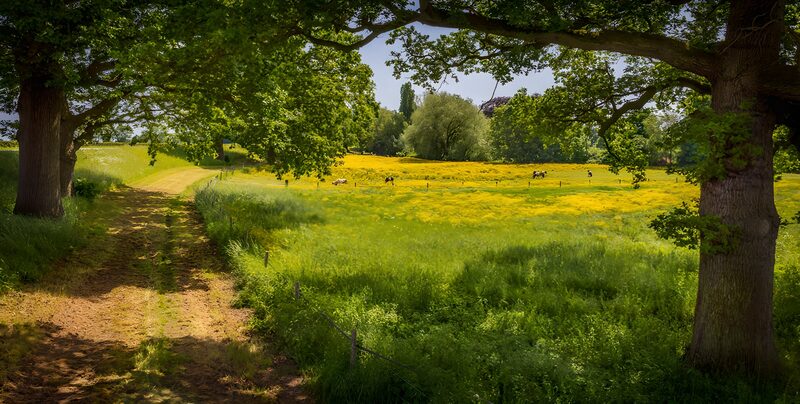 Sommerwiese im Schatten großer Bäume