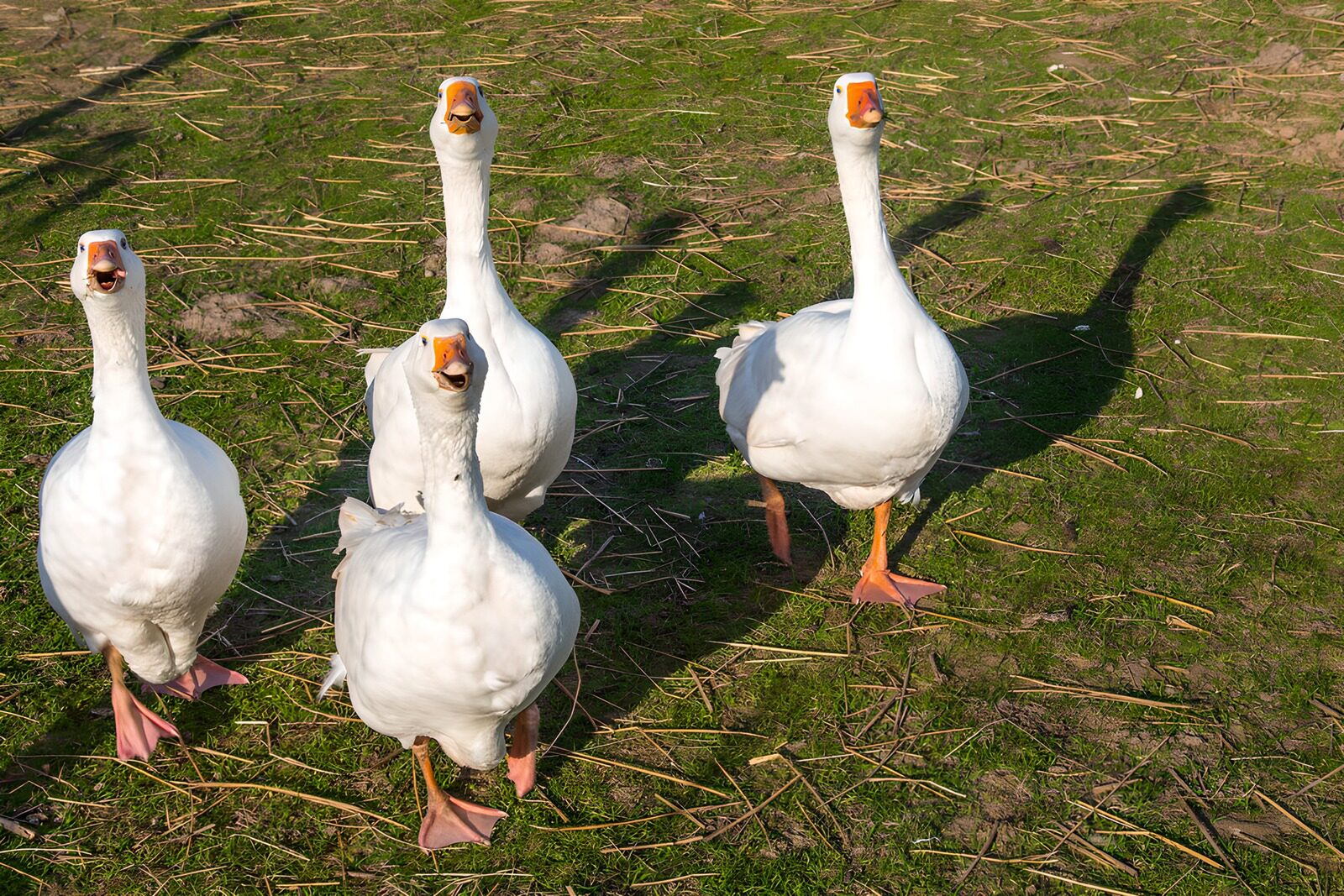 Gänse in der Frühlingssonne