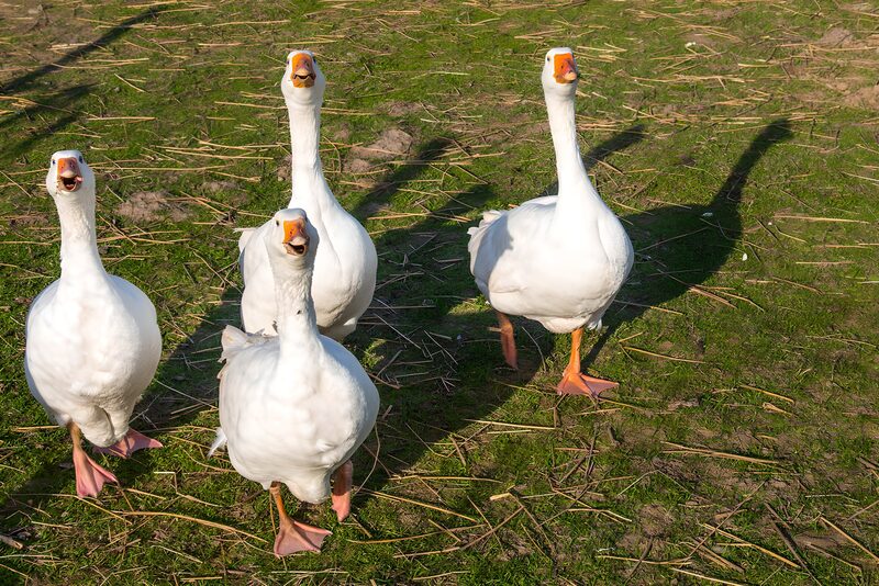 Gänse in der Frühlingssonne