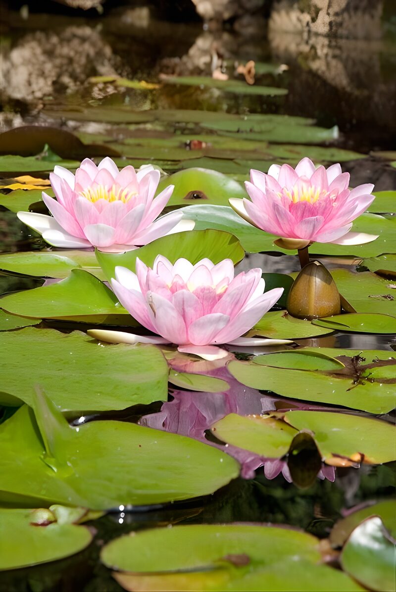 Wunderschöne Seerosen im Teich