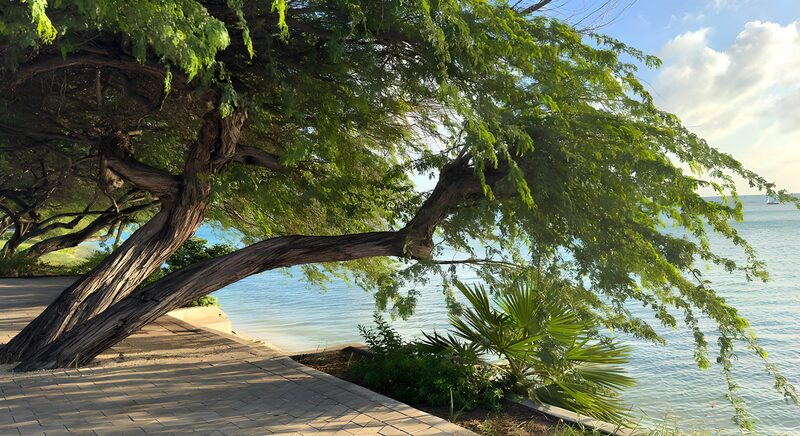 Schattiger Baum am Wasser