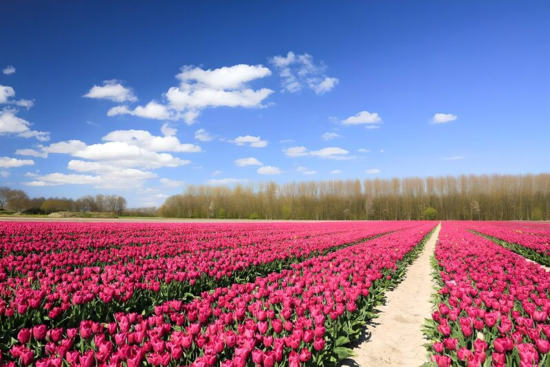 Blühendes Tulpenfeld im Frühling