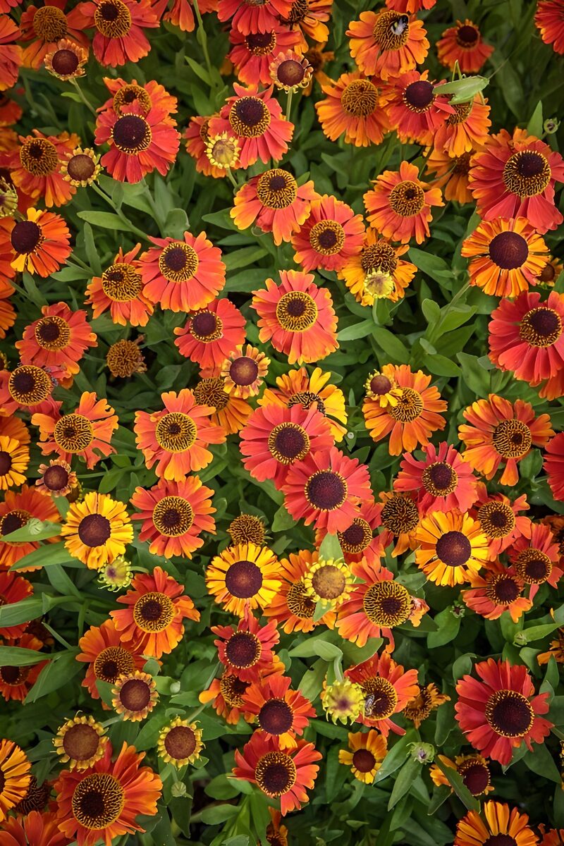 Farbenfrohe Blüten im Sommergarten
