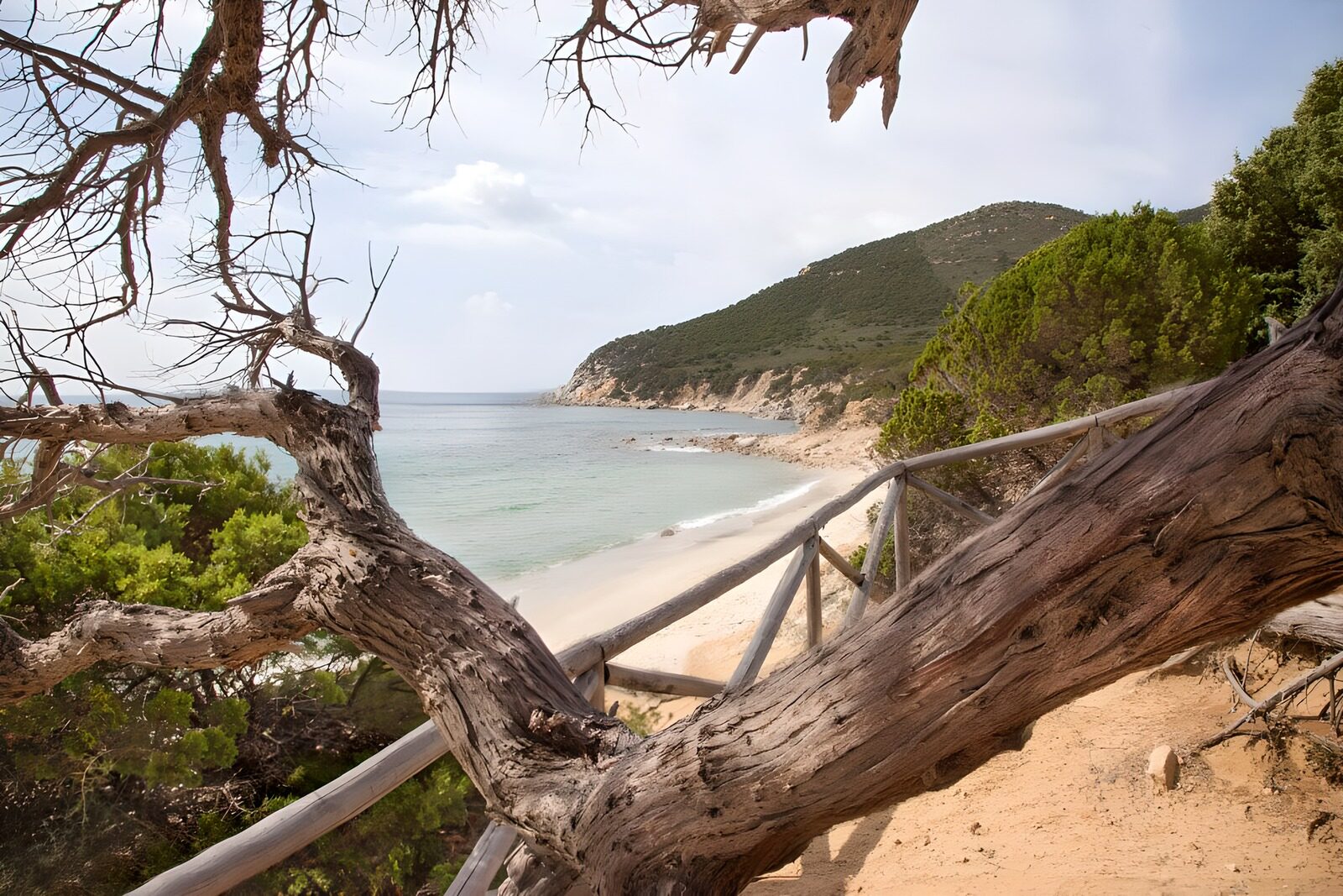 Ruhiger Strandblick durch den Baum