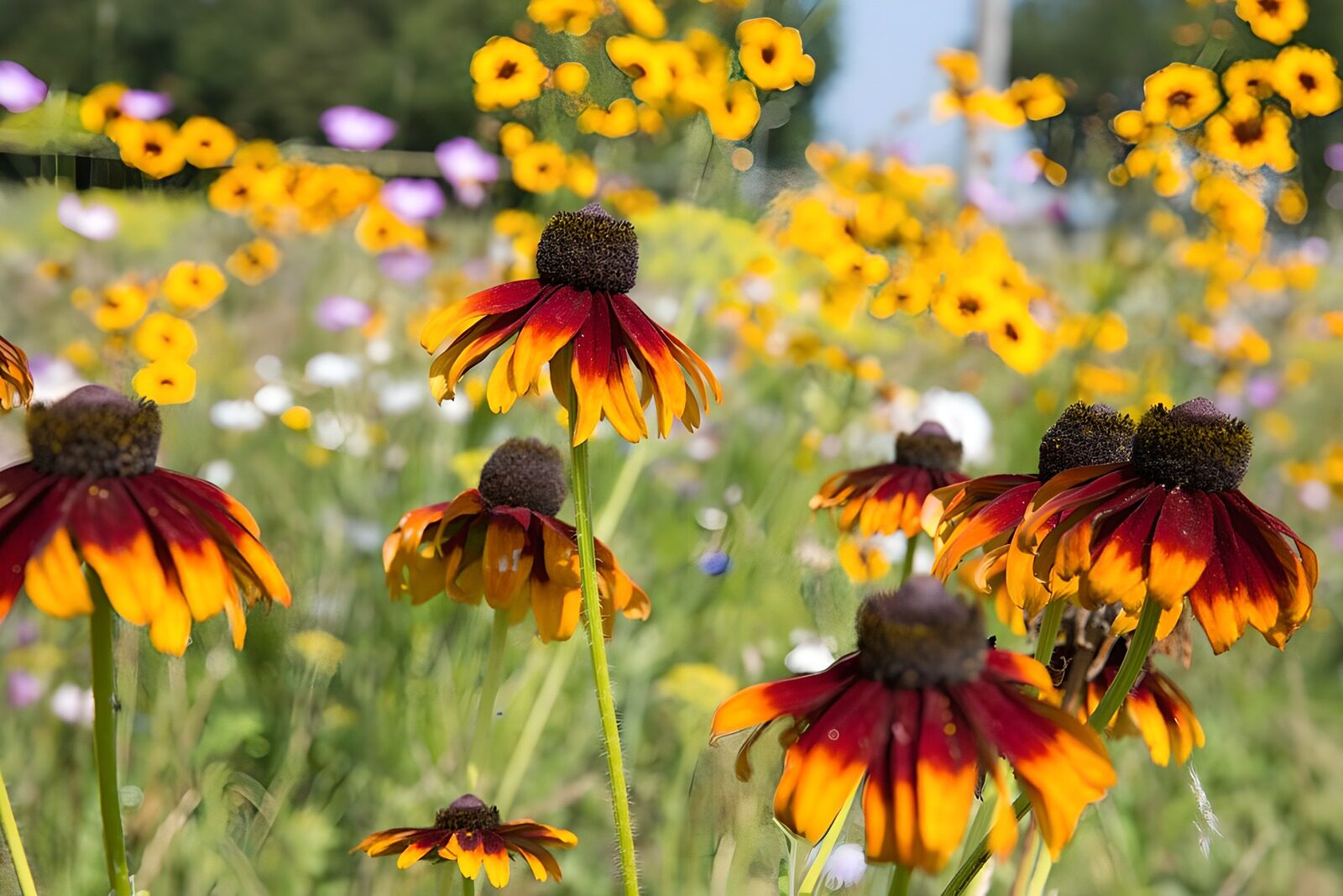 Bunte Blumenwiese im Sommer