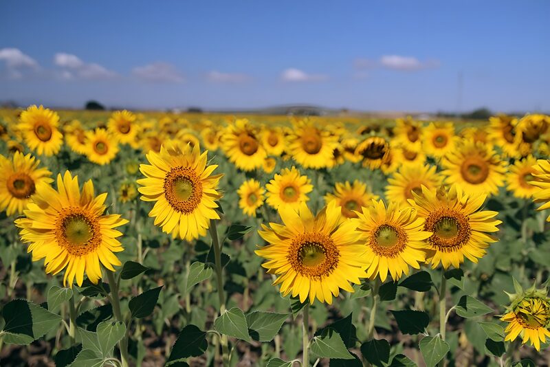Sonnenblumenfeld im Sonnenschein