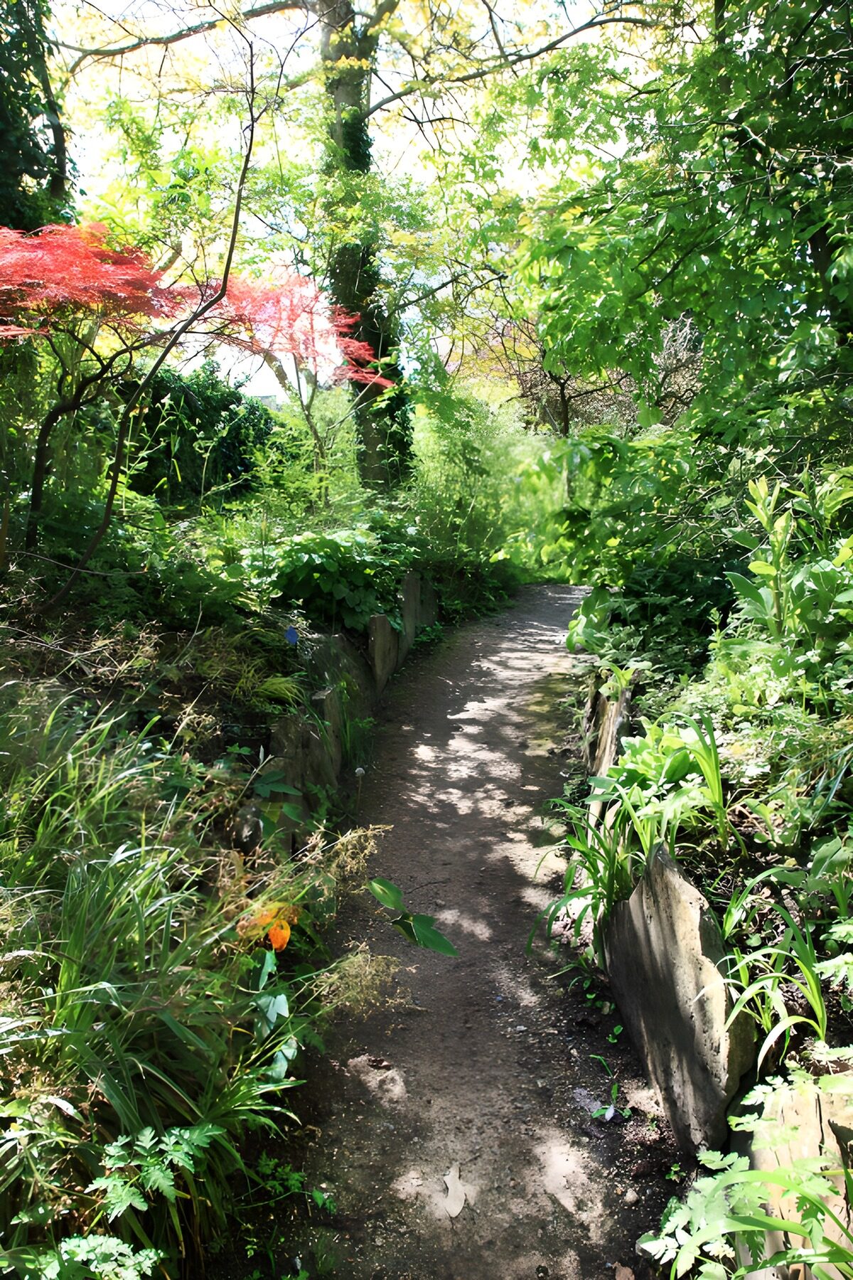 Ruhiger Weg durch einen grünen Garten