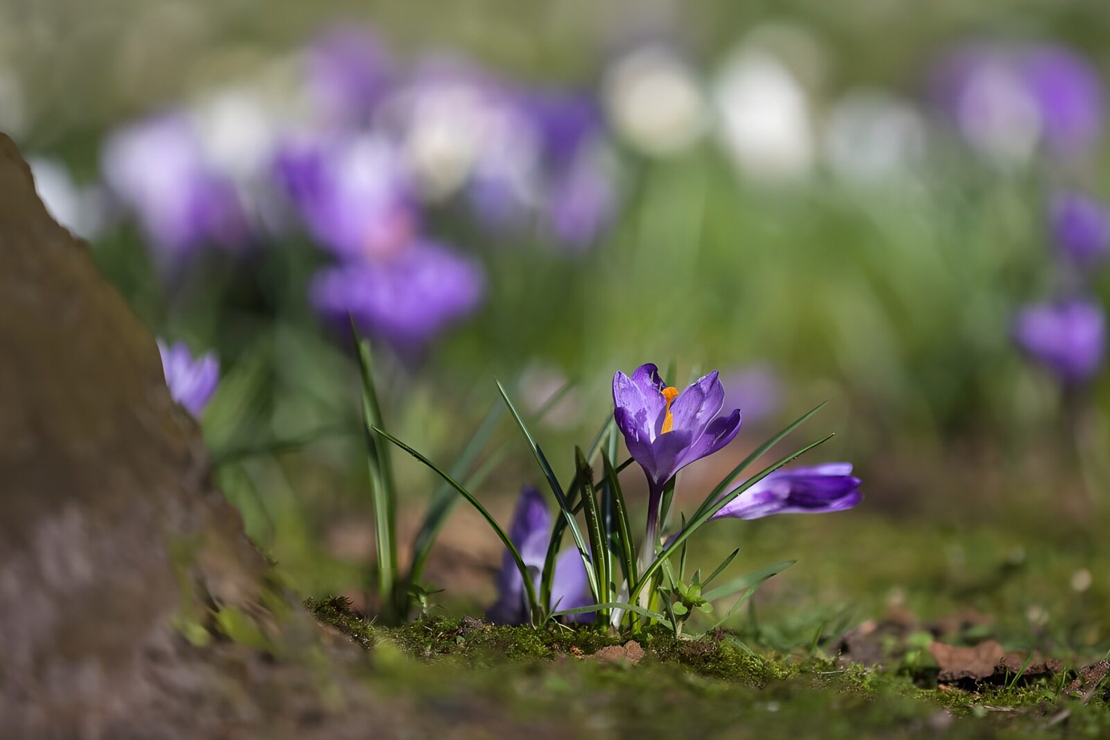 Zarte Krokusse im Frühlingslicht