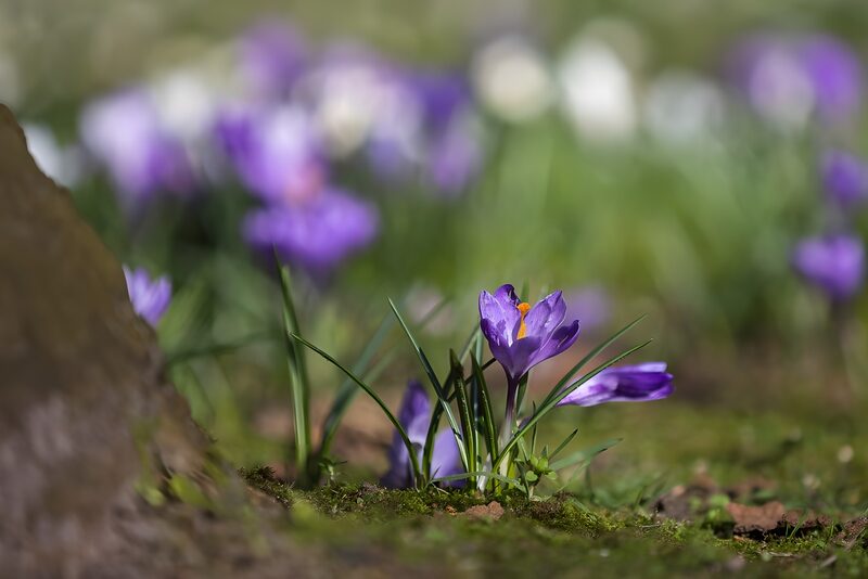 Zarte Krokusse im Frühlingslicht
