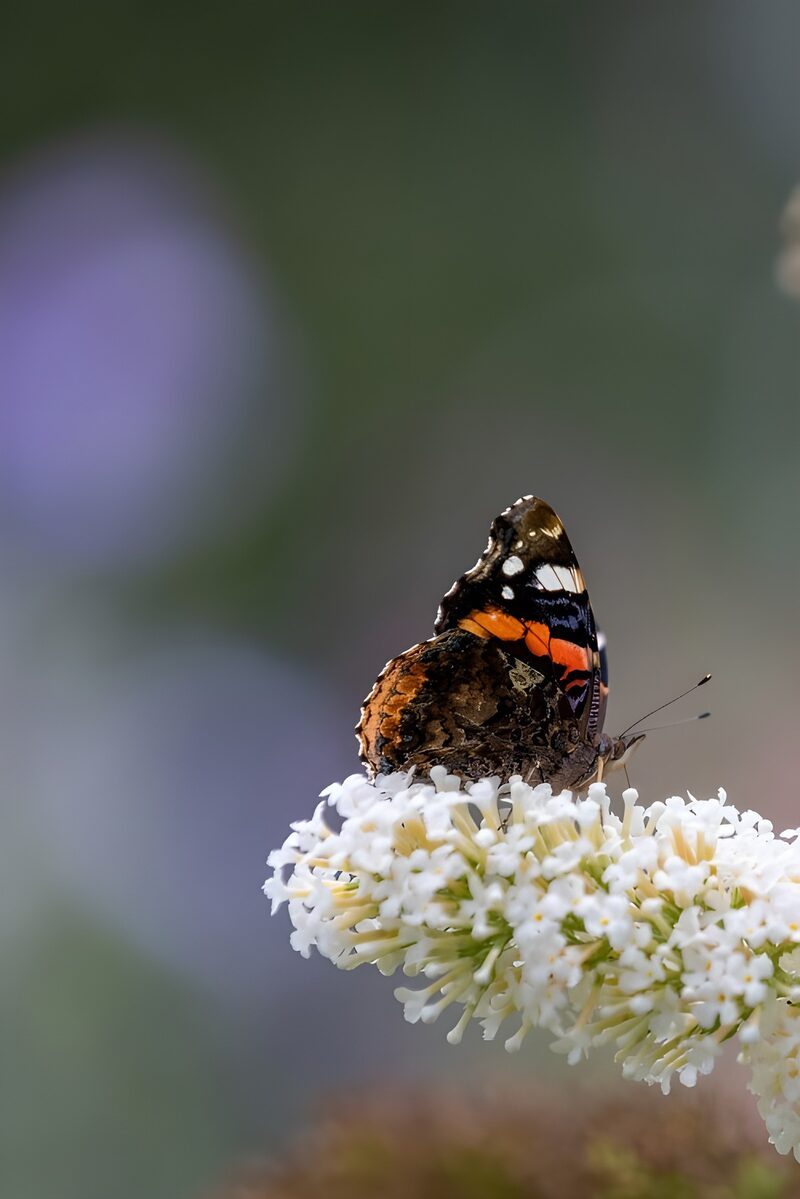 Schmetterling auf blühendem Strauch