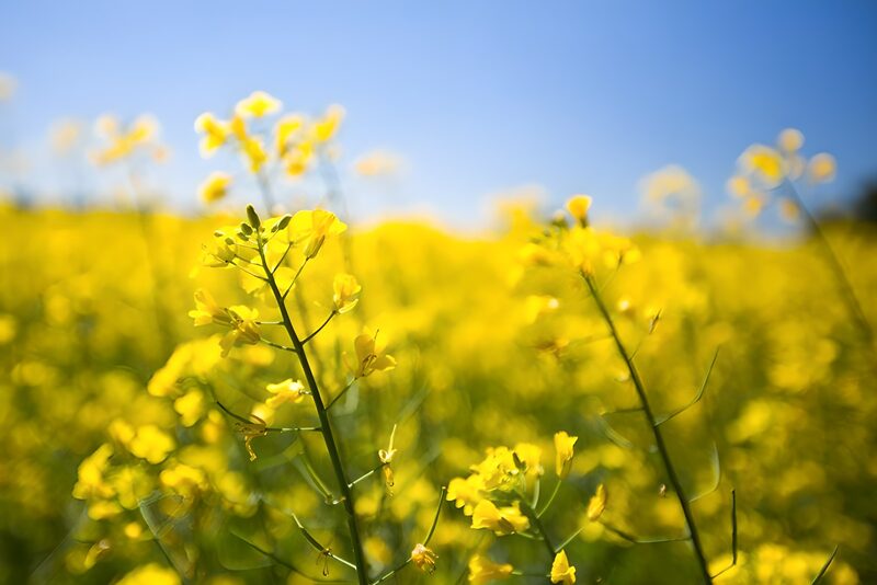 Strahlendes Rapsfeld unter blauem Himmel