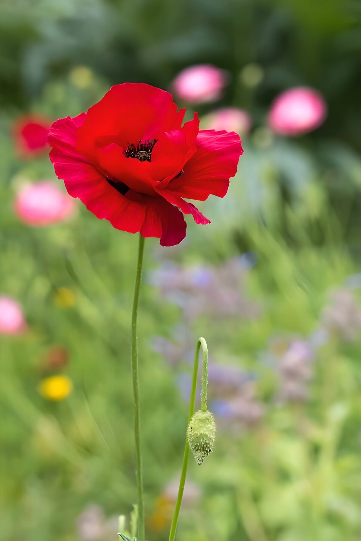 Rote Mohnblüte im grünen Garten
