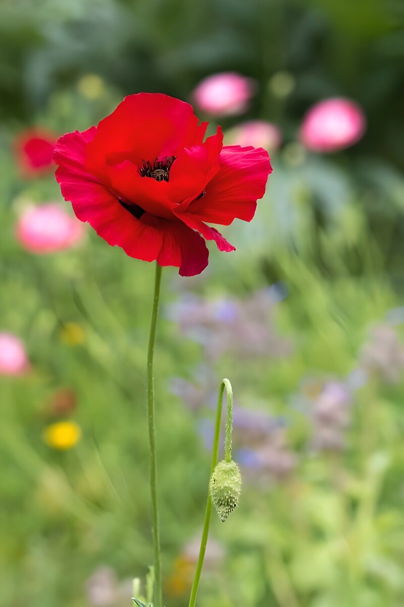 Rote Mohnblüte im grünen Garten