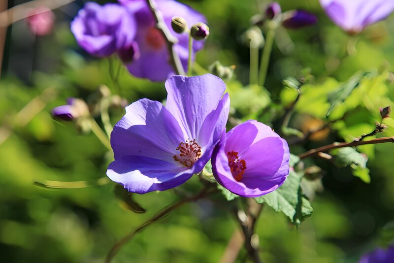Lila Blüten im Sonnenlicht