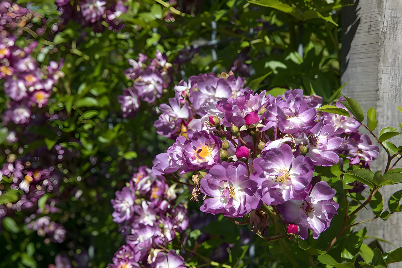 Blühende lila Rosen im Sonnenschein