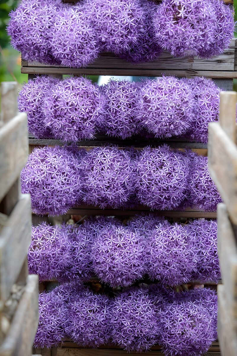 Lila Blüten in Holzregalen