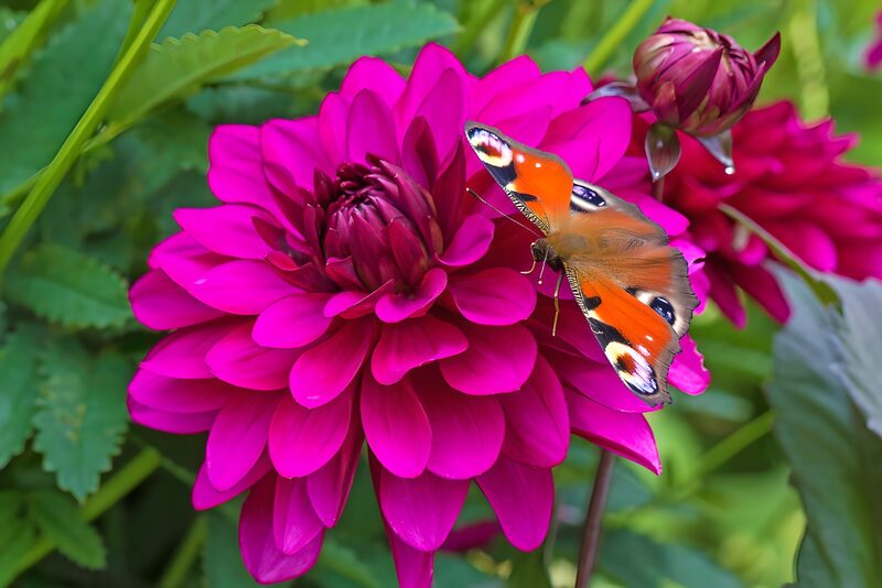 Schmetterling auf blühender Dahlie