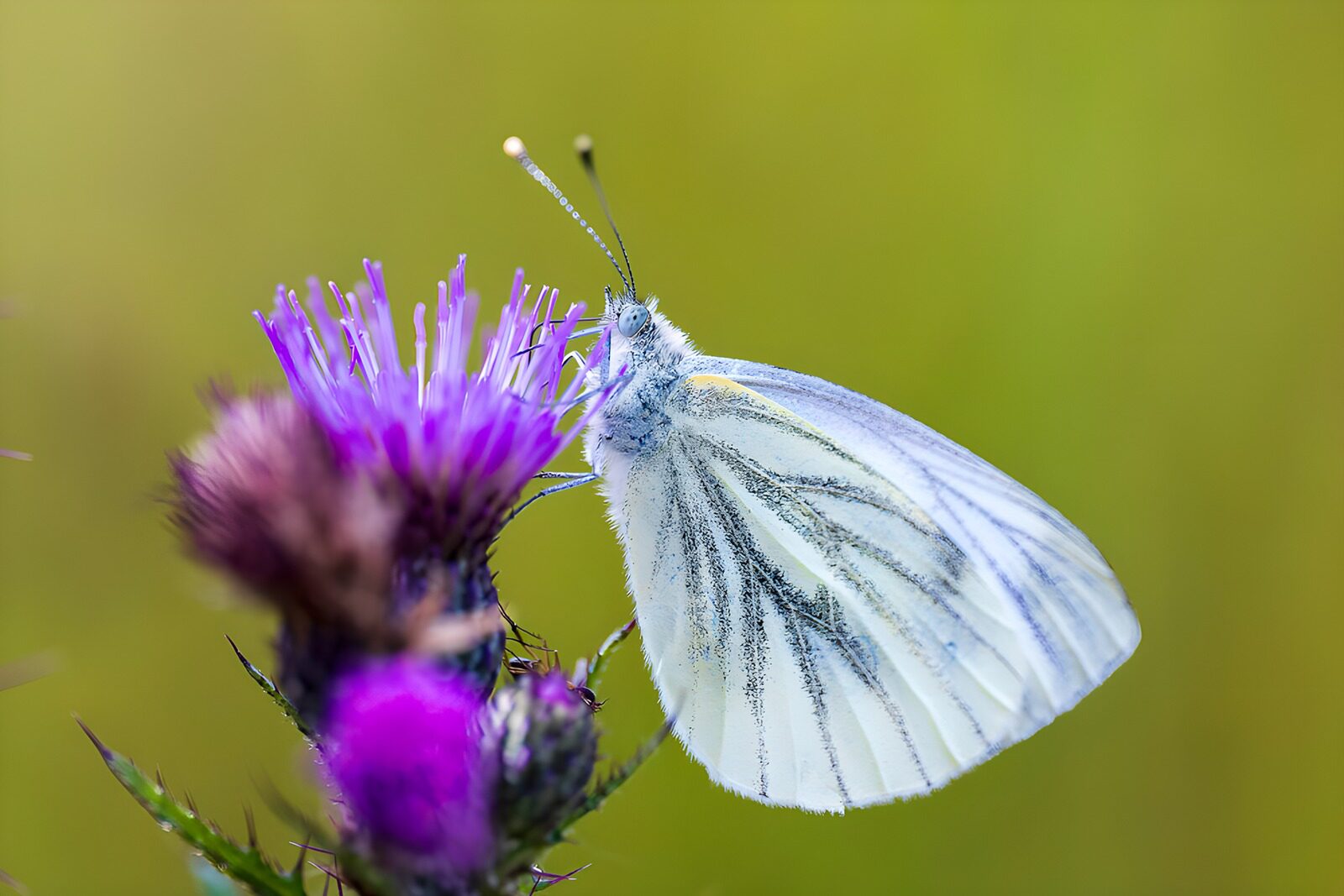 Schmetterling auf blühender Distel