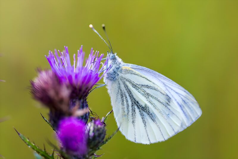 Schmetterling auf blühender Distel