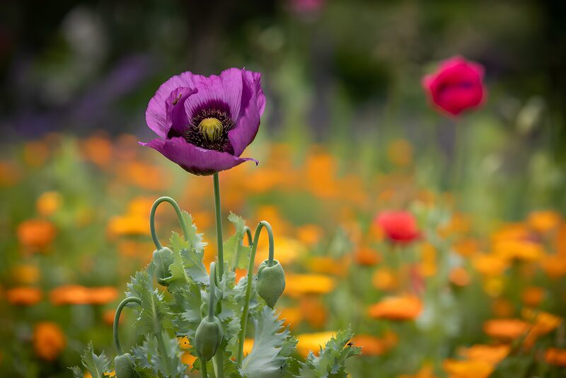 Schöne lila Mohnblüte im Garten