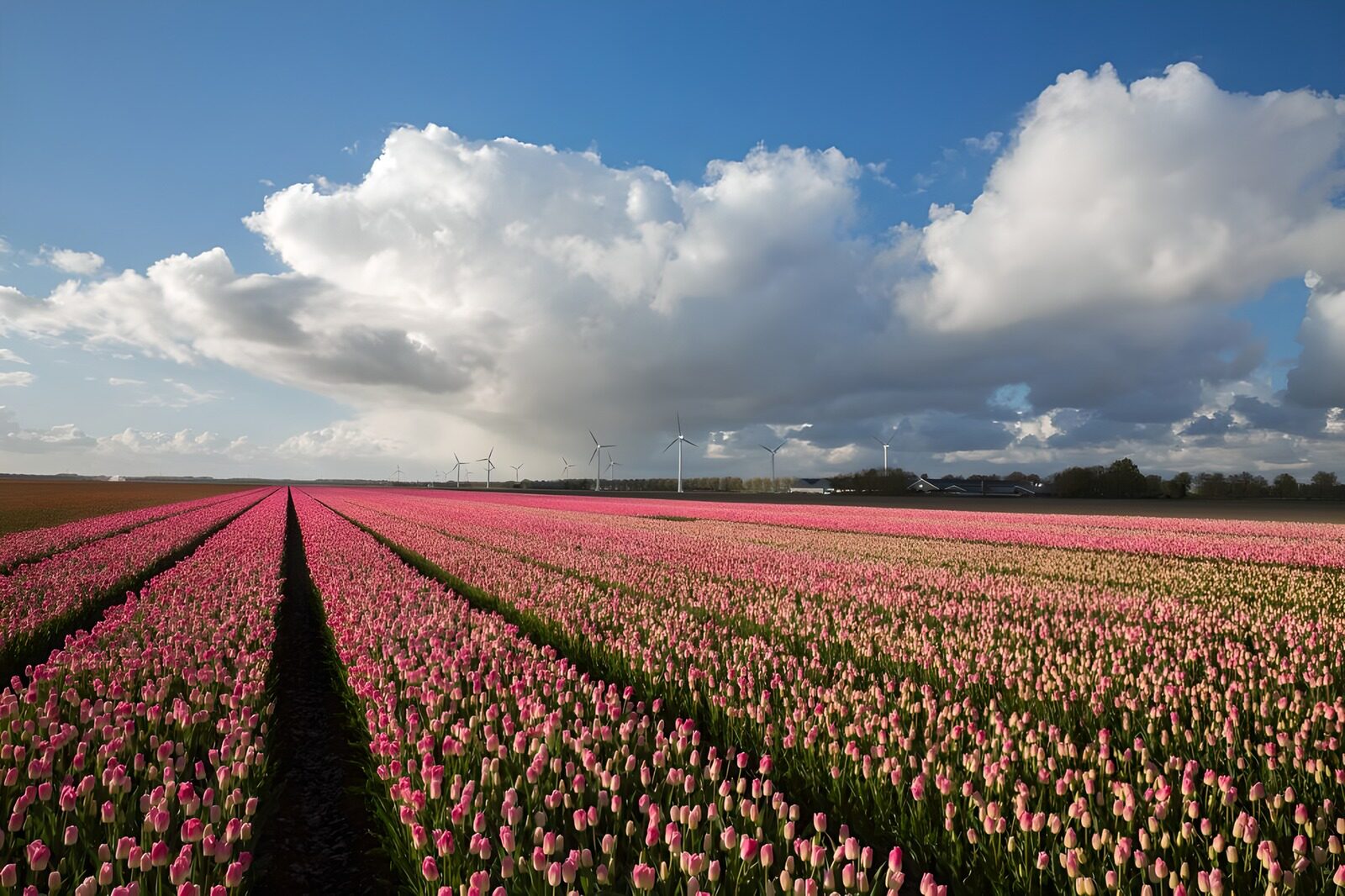 Tulpenfelder unter blauen Himmel