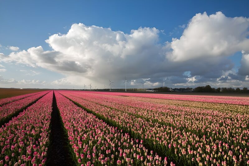 Tulpenfelder unter blauen Himmel
