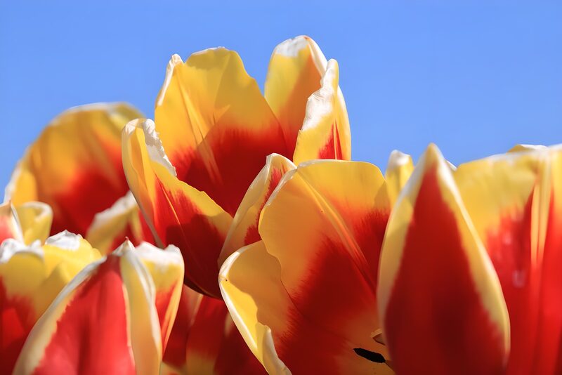 Farbenfrohe Tulpen im Sonnenlicht