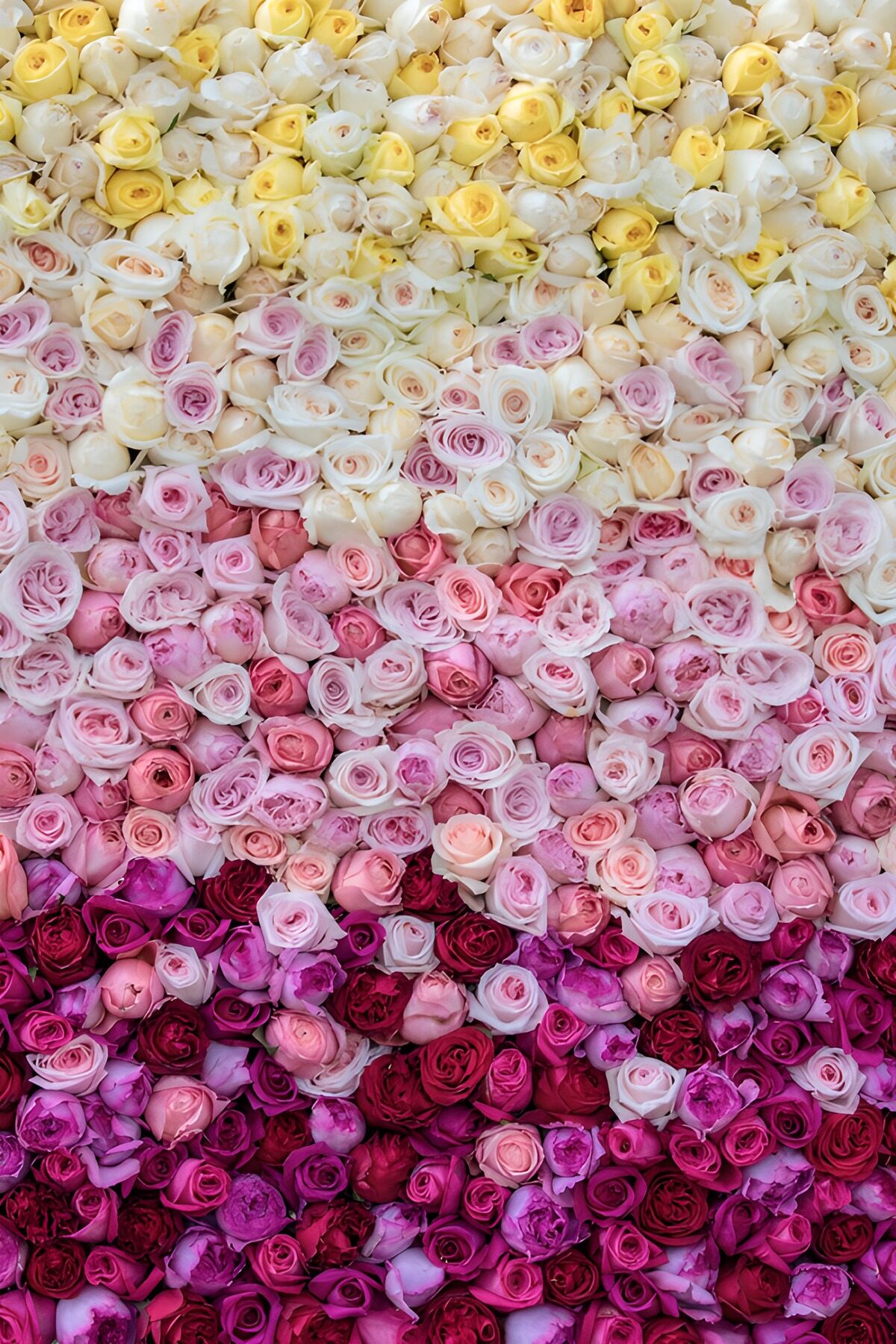 Farbenfrohe Rosenarrangements