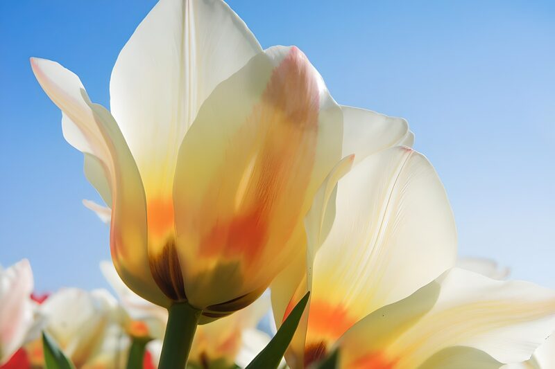 Zarte Tulpenblüten im Sonnenlicht