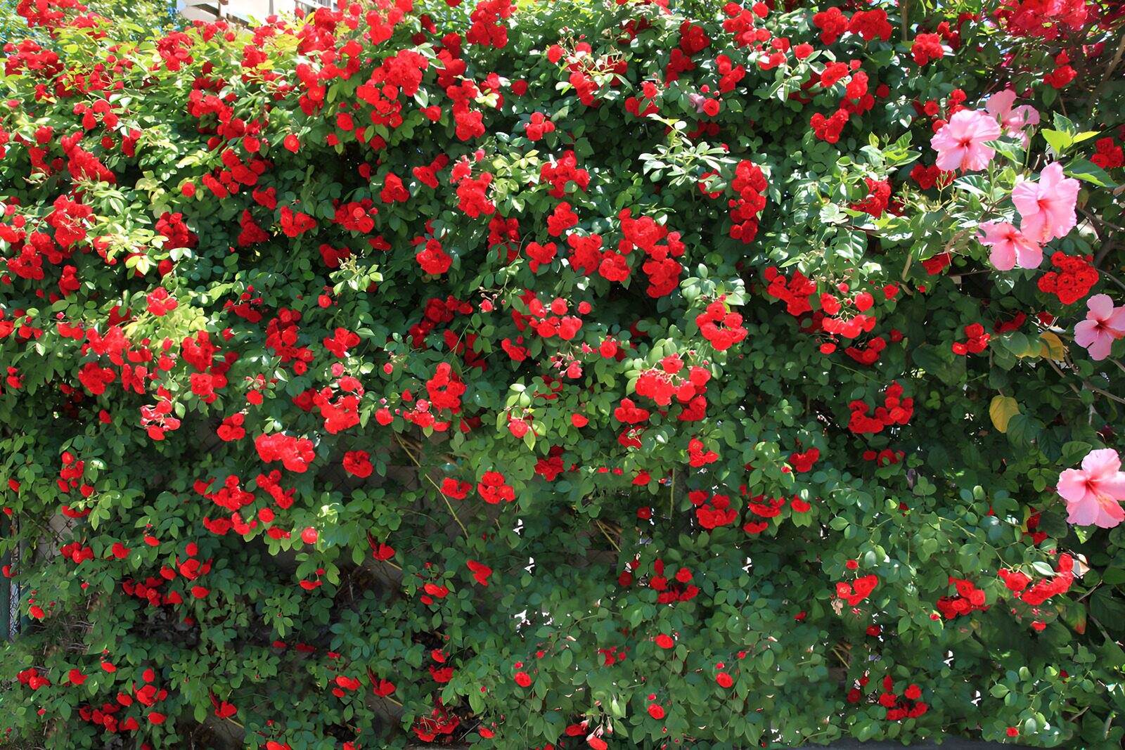 Rote Blumenpracht an einer Wand