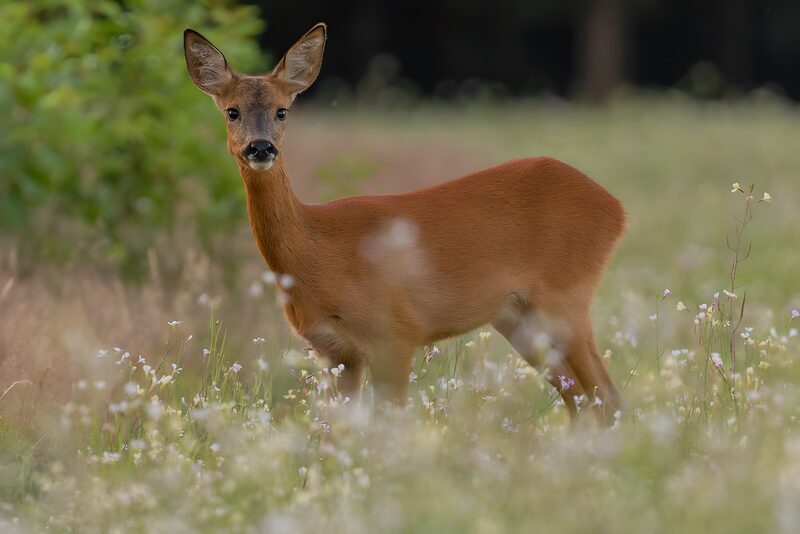 Reh in der blühenden Wiese