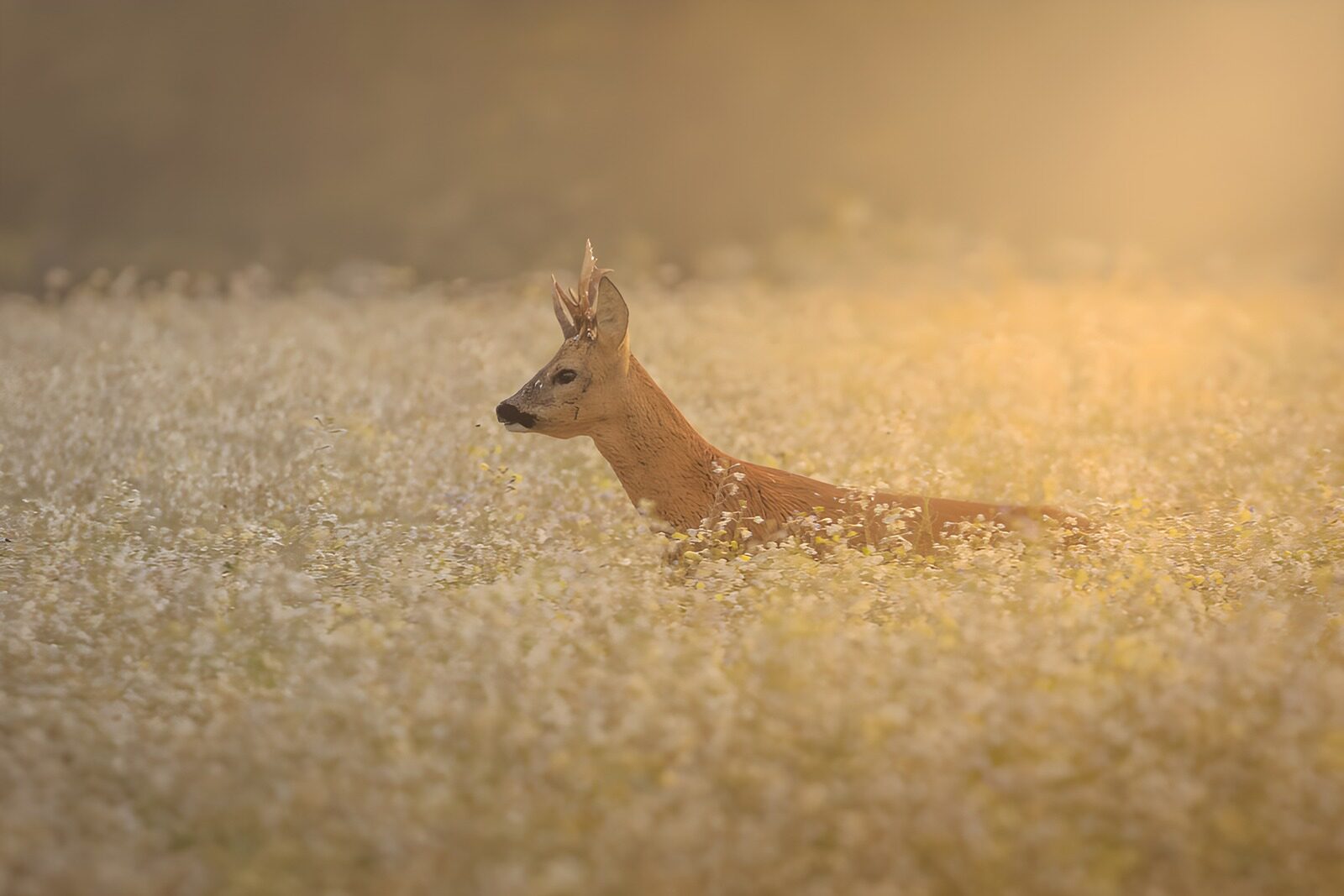Reh im blühenden Feld