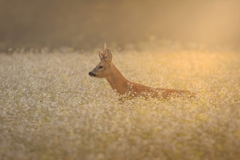 Reh im blühenden Feld