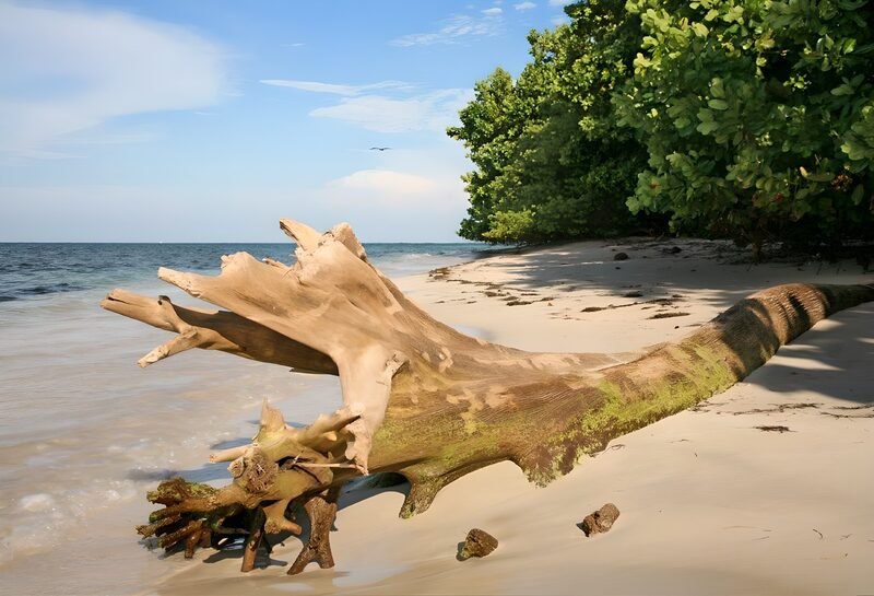 Strand mit treibendem Baumstamm