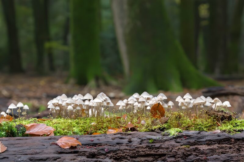 Verborgene Pilzlandschaft im Wald