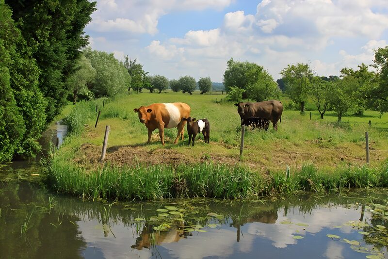Kühe am ruhigen Flussufer