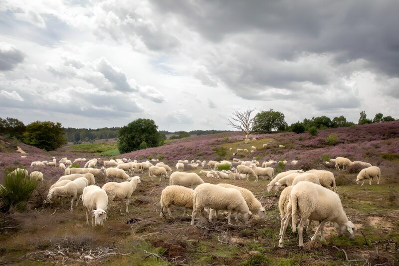 Schafe in blühender Heidelandschaft