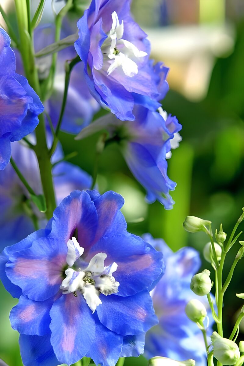Blaue Ritterspornblüten im Garten