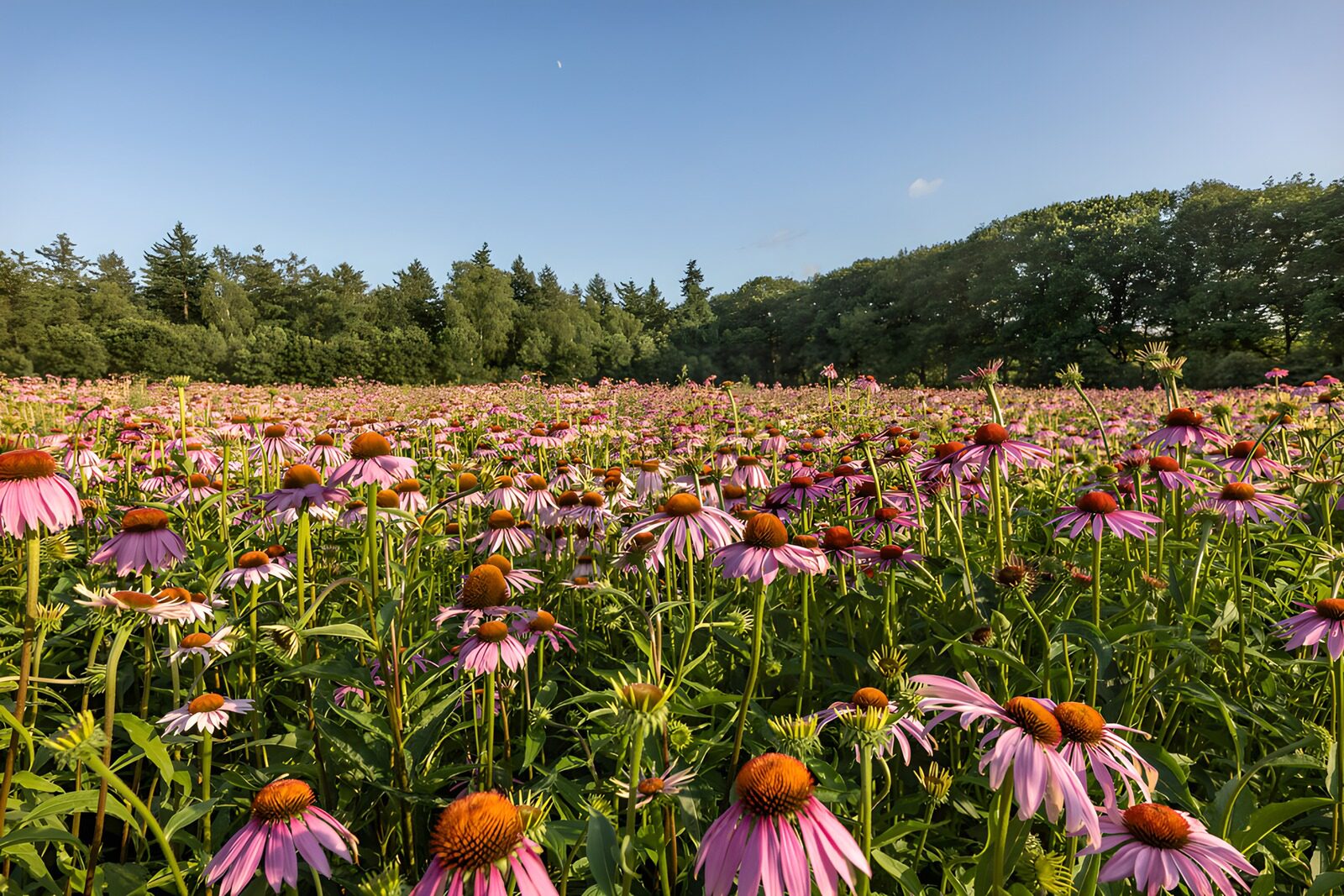 Blühende Echinacea-Wiese bei Sonnenlicht