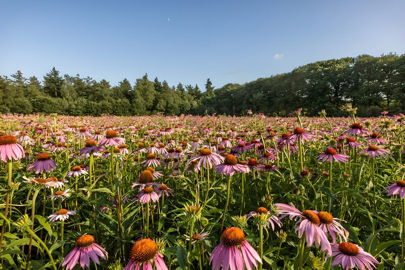 Blühende Echinacea-Wiese bei Sonnenlicht