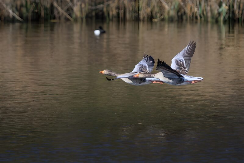 Fliegende Gänse über ruhigem Wasser