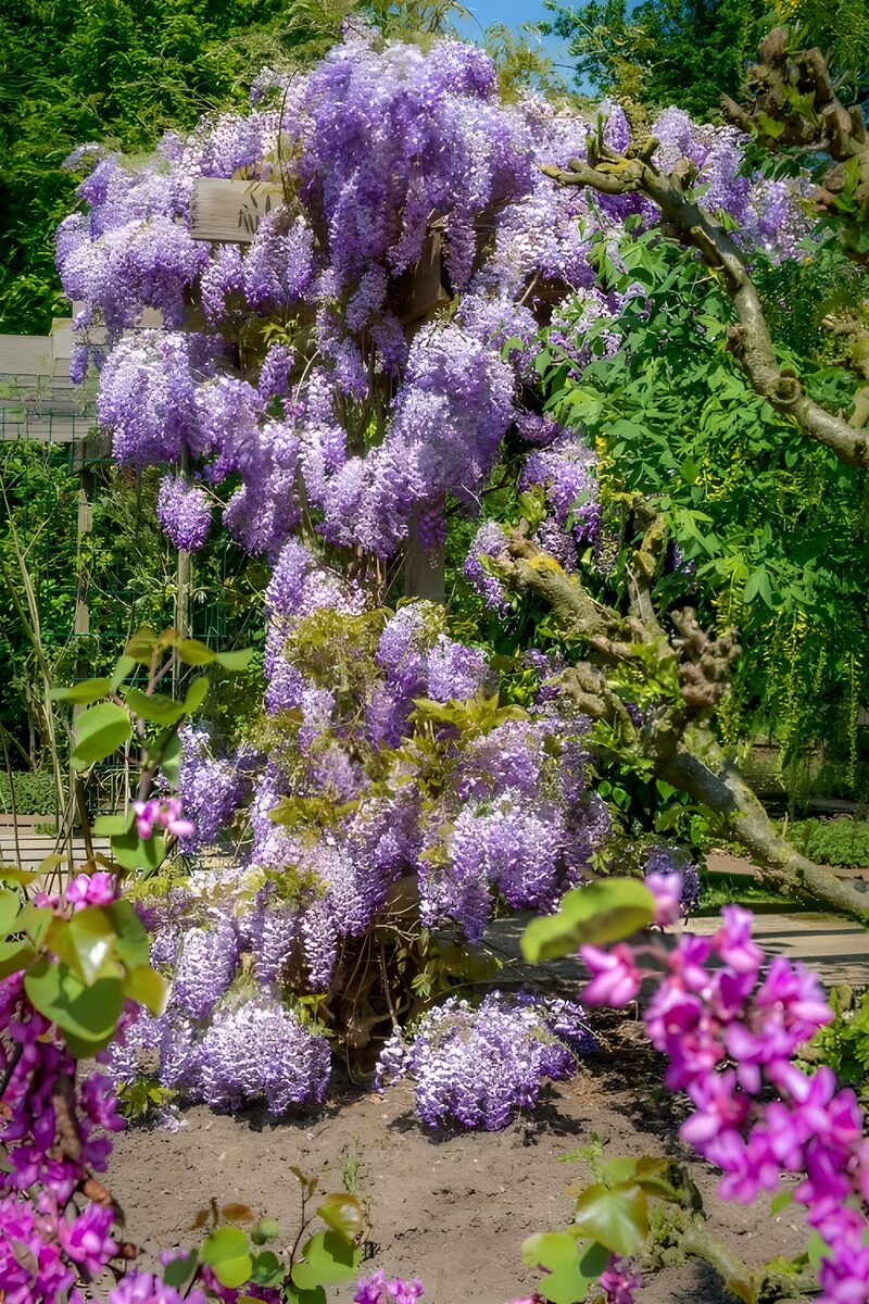 Blühende Glyzinien im Garten