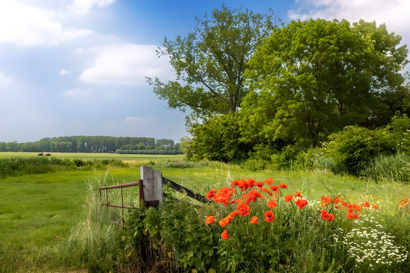 Schöne Sommerlandschaft mit Mohnblumen