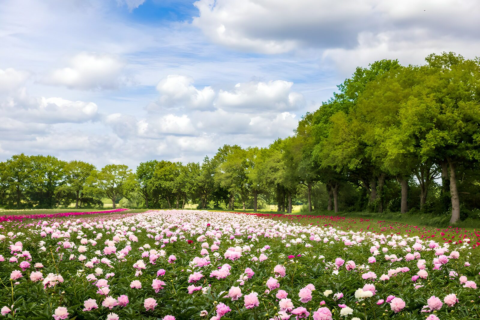 Blühendes Pfingstrosenfeld im Frühling