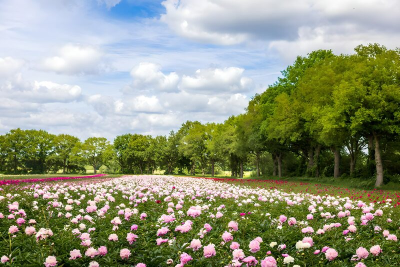 Blühendes Pfingstrosenfeld im Frühling