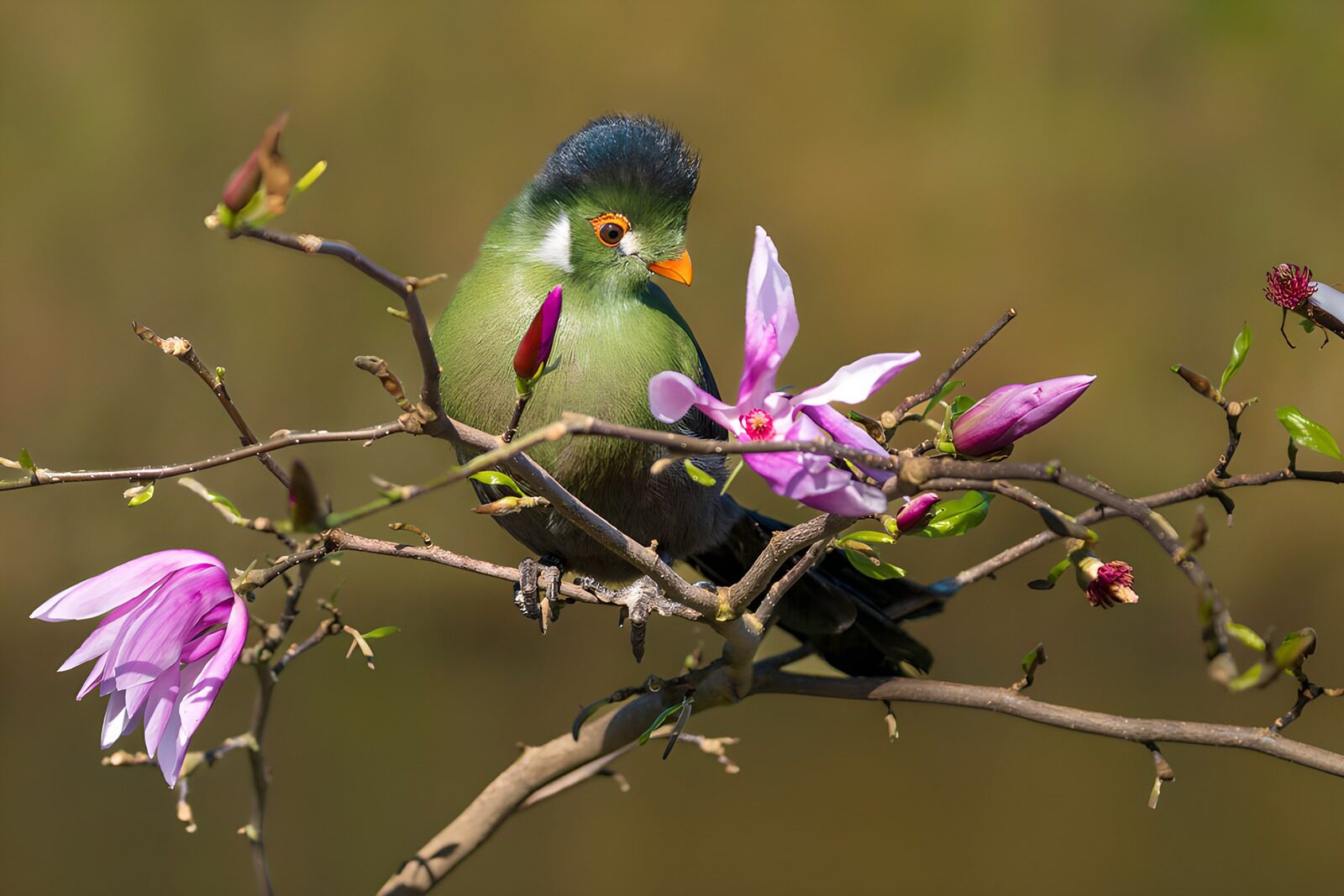 Bunte Vögel und blühende Magnolien