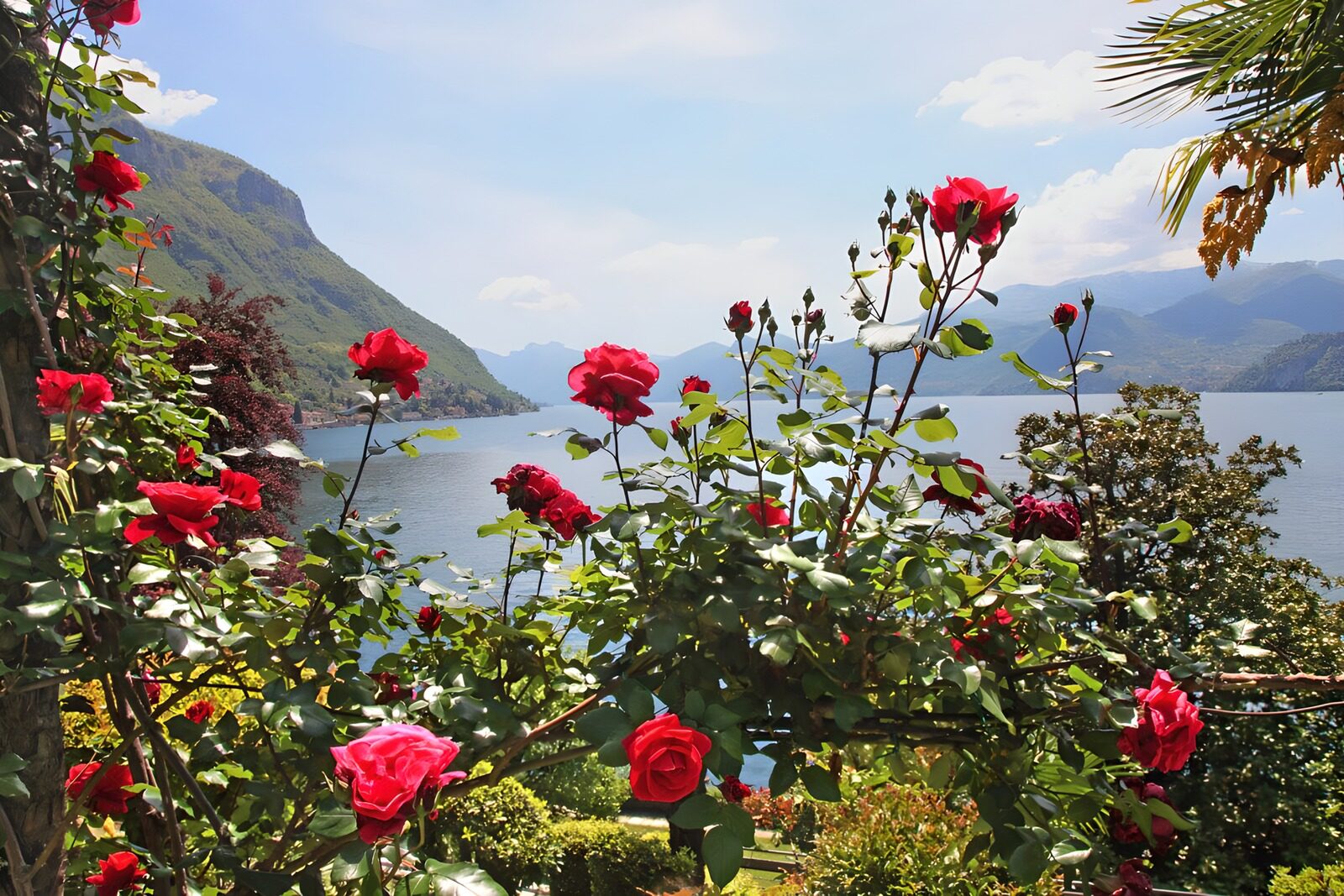 Rosenblüten am Seeufer