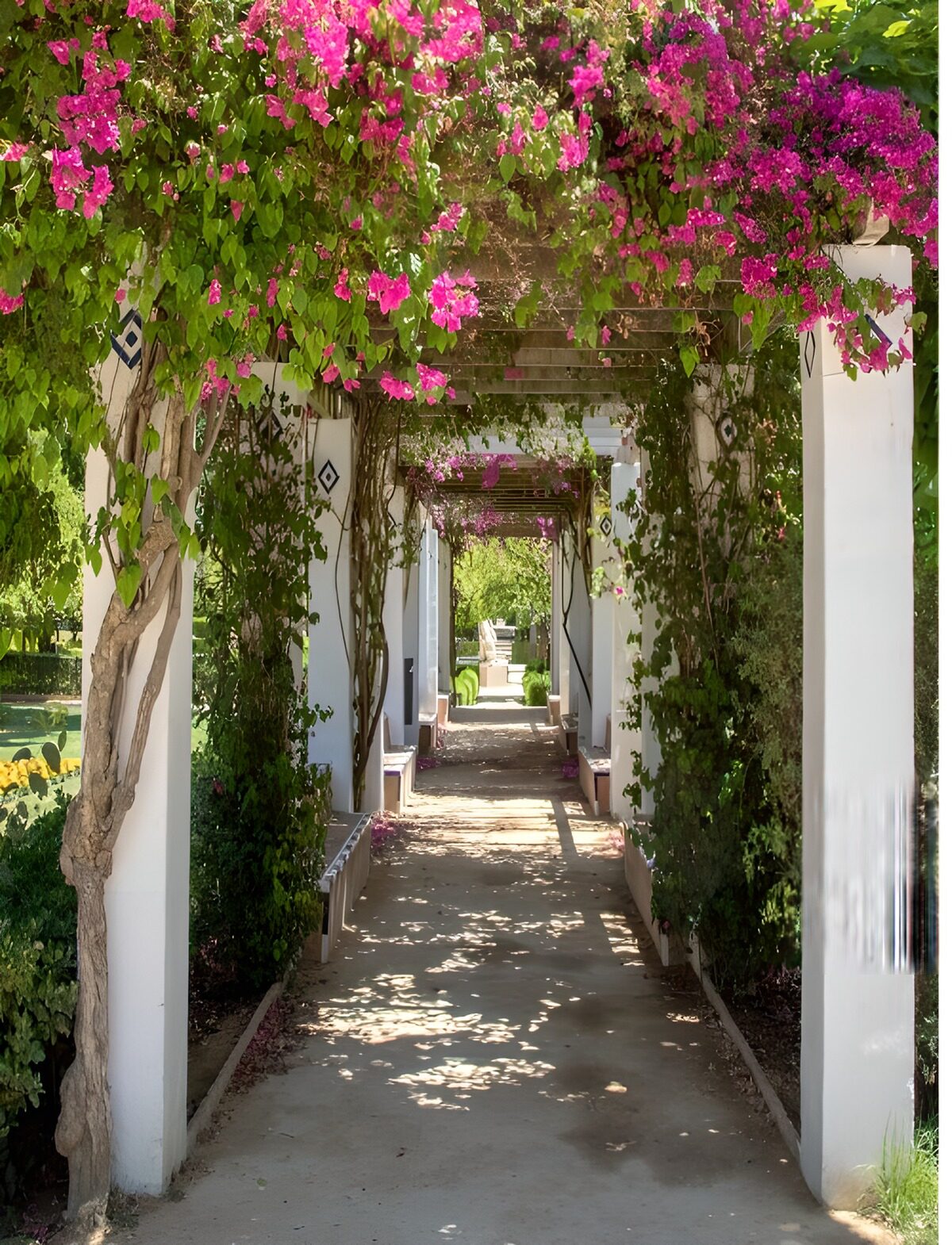 Pergola mit Bougainvillea