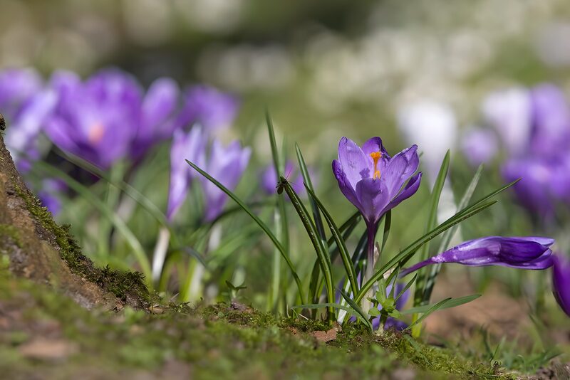 Bunte Krokusse im Frühling